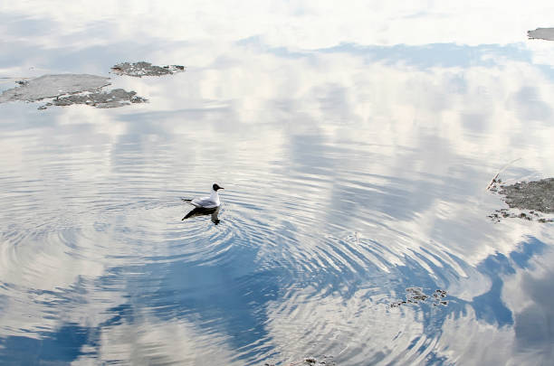The black-headed gull swims in the river in spring.