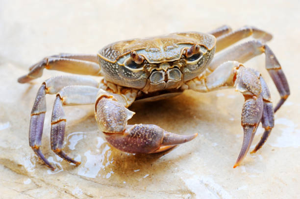istock Freshwater land crab 1392798158