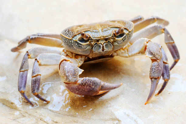 Freshwater land crab Freshwater land crab in the stream Arugot (Ein Gedi Nature Reserve) in Israel decapoda stock pictures, royalty-free photos & images