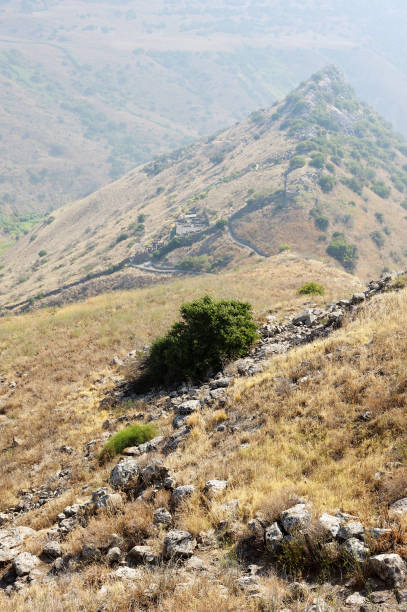 istock Gamla Nature Reserve in Israel 1392798173
