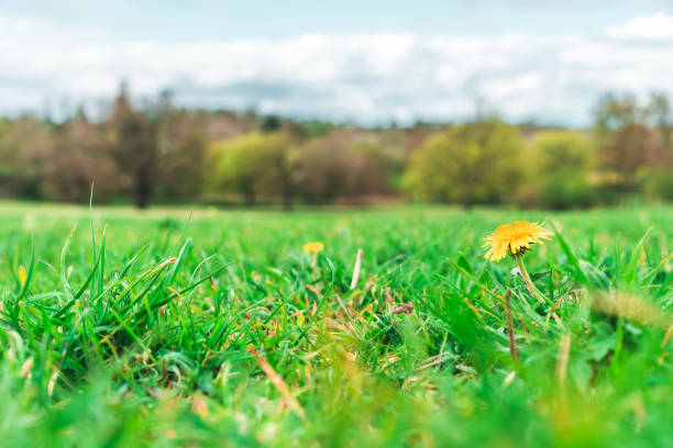 A low angle view of wild flowers