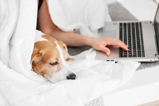 istock Work from home. Laptop, dog and woman work from bed. 1392799803