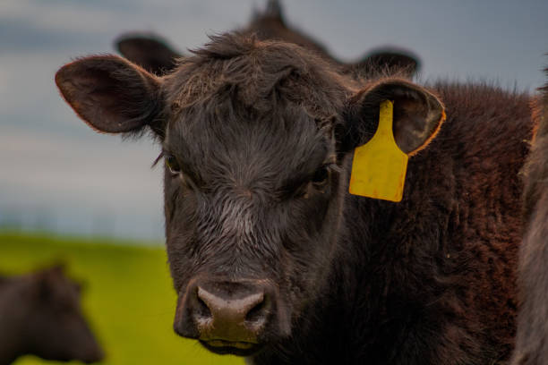 istock Cows in the Virginia field 1392801039