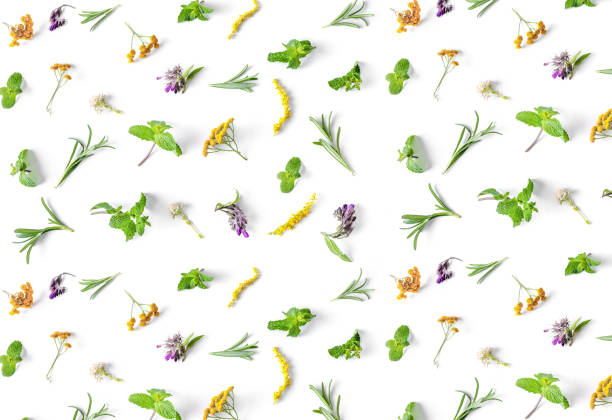 istock Flat lay of various medicinal herbs isolated on white background. Top view. 1392801556