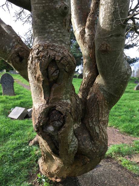 istock Golden Chain (Laburnum) - Trunk & boughs 1392802270