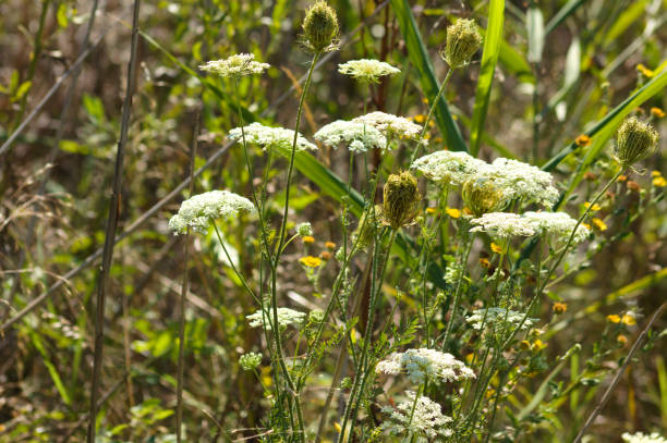 istock Closeup of wild carrot flowers with selective focus on foreground 1392802361