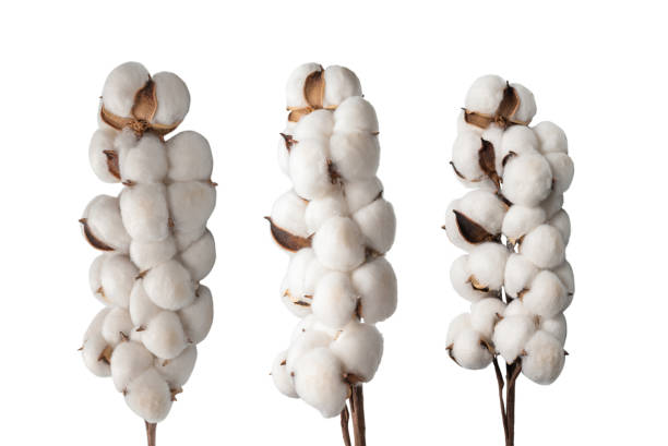 istock Cotton flower branch isolated on white background. 1392803790