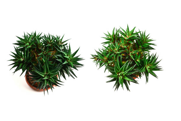 istock Home plant in a pot isolated on white. 1392803796