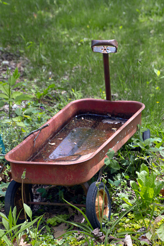 Little red wagon sitting in the grass full of standing water, an ideal breeding ground for mosquito larvae in summer