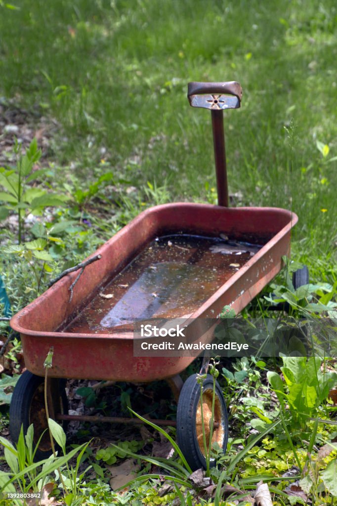Little Red Wagon Abandoned and Filled With Standing Water Little red wagon sitting in the grass full of standing water, an ideal breeding ground for mosquito larvae in summer Mosquito Stock Photo