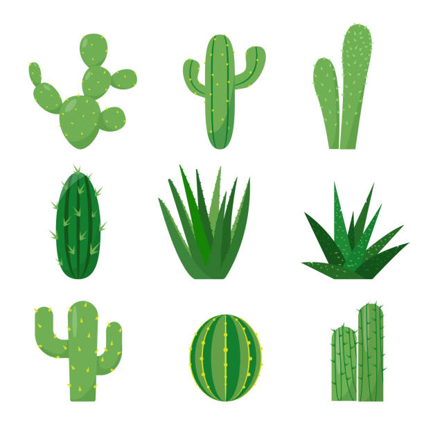 istock Set of Cactuses icons. Exotic Decorative house plants. 1392803980