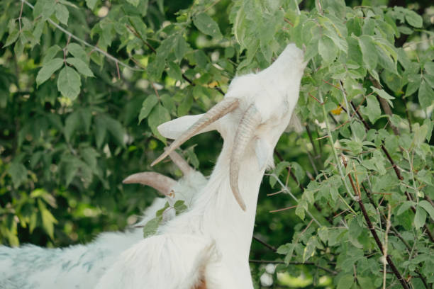 Goats in nature. A white horned goat head on blurry natural background. White goats in a meadow of a goat farm. Goat. Portrait of a goat on a farm in the village stock photo