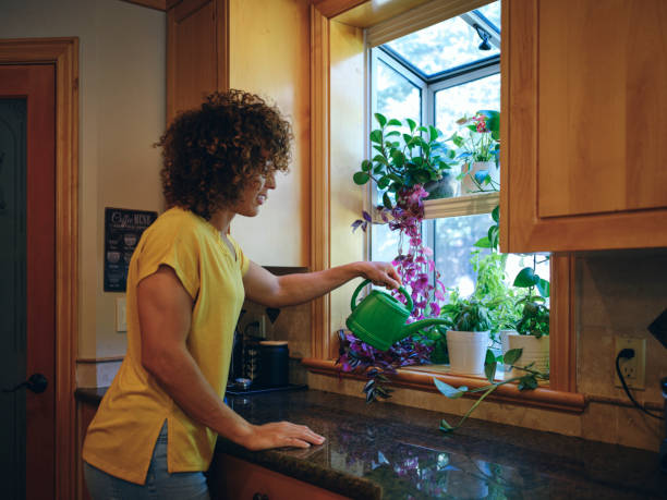 femme s’occupant d’un jardin d’herbes aromatiques dans une cuisine - watering can growth watering gardening photos et images de collection