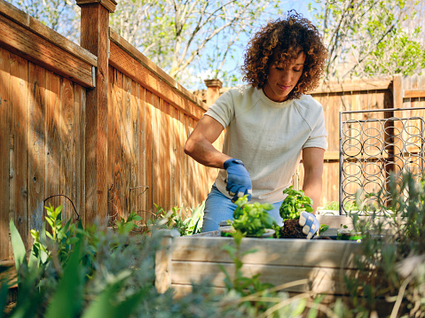 A woman planting herb plants in a backyard garden.