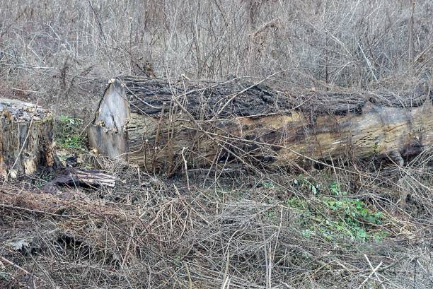 istock one old rotten gray log lies on the ground 1392804209