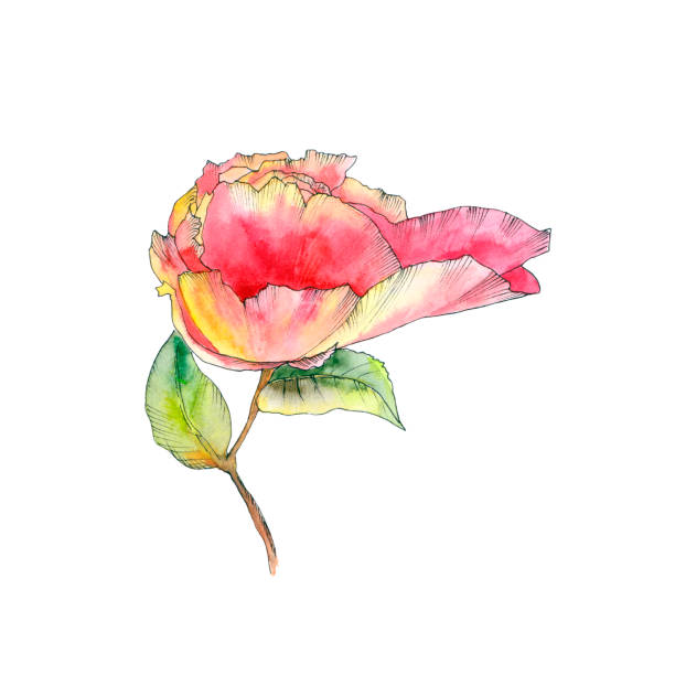 白い背景に赤い一輪の花。水彩ケシの絵。誕生日のウェディングカードに挨拶するための花の装飾要素。 - single flower flower illustration and painting floral pattern点のイラスト素材／クリップアート素材／マンガ素材／アイコン素材