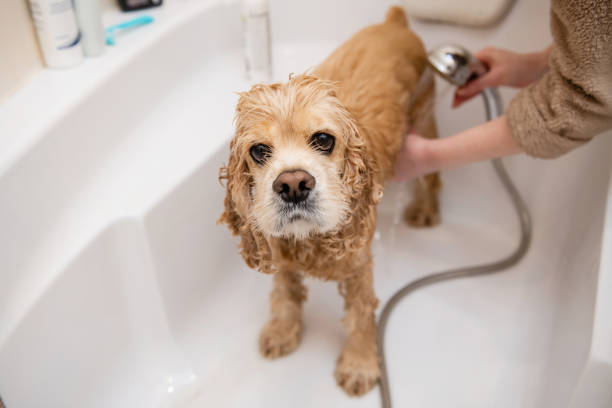 istock Sad wet spaniel in the bathroom while washing. 1392806191