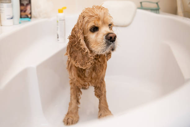 istock Sad wet american cocker spaniel in the bathroom while washing. 1392806234
