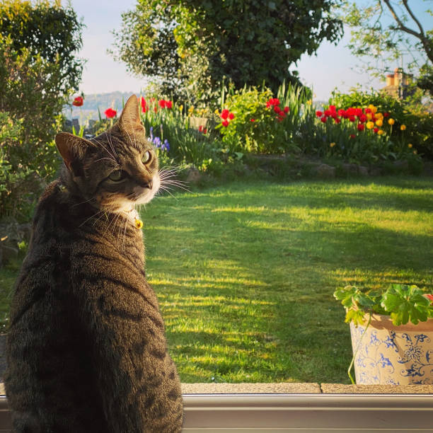 Cute young tabby cat looking at camera with garden background stock photo