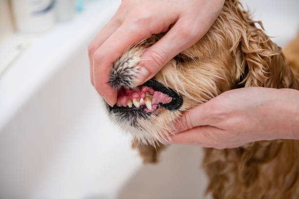 Cleaning dog teeth service. Close-up of tartar on dog teeth. Cleaning dog teeth service. Close-up of dog teeth. View of hands. Tartar on dog teeth. dental cavity photos stock pictures, royalty-free photos & images