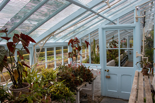 Charles Darwin's greenhouse at Down House. Inside view.