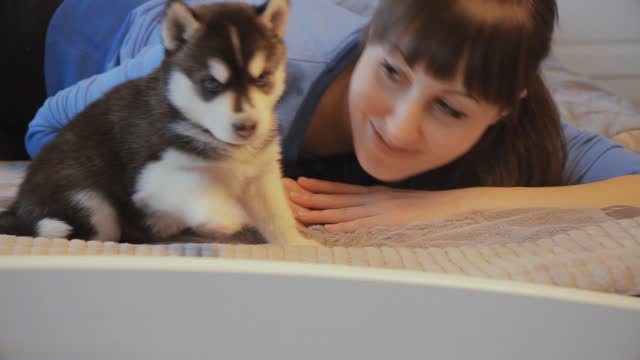 Puppy Siberian Husky and girl on the bed