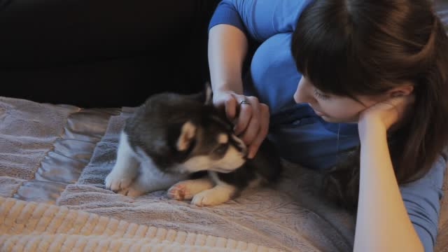 Puppy Siberian Husky and girl playing on the bed