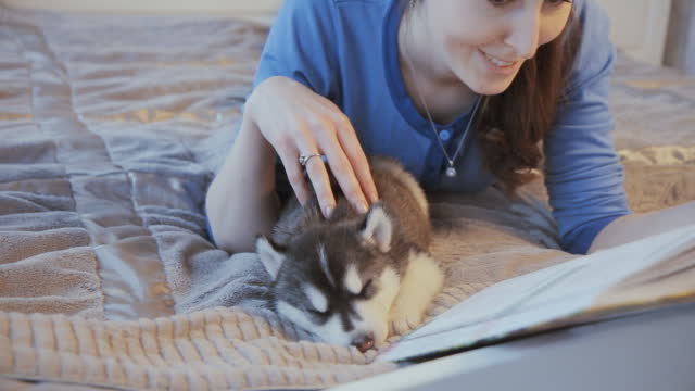 Puppy Siberian Husky and girl with a book on the bed