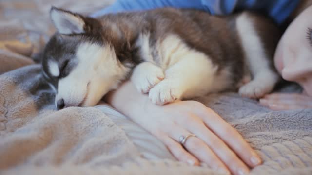 woman sleeping on the bed with a puppy Siberian Husky,dolly