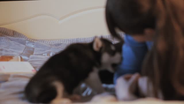 girl playing with cute puppy of Siberian husky, fun,dolly,slider