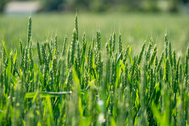 따뜻한 렌즈 플레어가있는 겨울 밀 농부 밭 - homegrown produce wheat organic crop 뉴스 사진 이미지