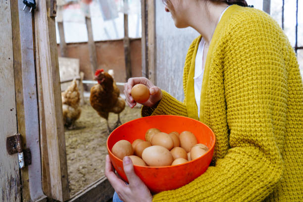 istock a young woman collects eggs in a chicken coop 1392809802