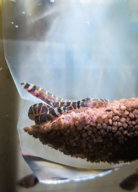 istock pangio kuhli - kuhli loach in aquarium 1392812253