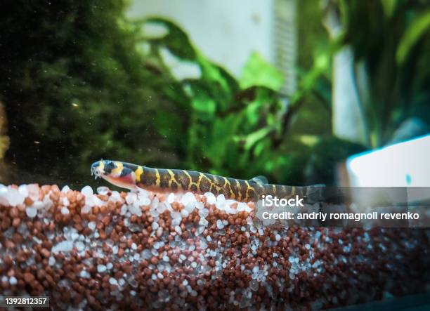 Foto de Cobrinha Kuhli E Zebra Danio Em Aquário e mais fotos de stock de  Animal - Animal, Animal de estimação, Aquário - Edifício para Cativeiro  Animal - iStock