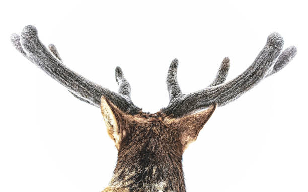 Elk, fuzzy velvet antler