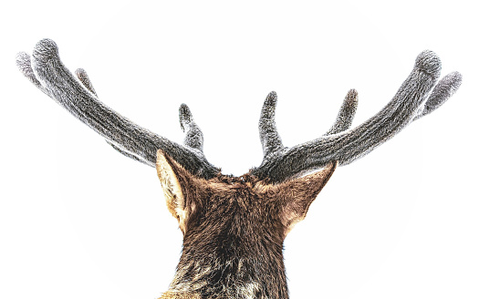 It's a fuzzy velvet antler of an elk on a white background.