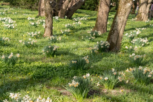 istock Daffodil flowers blooming in meadow 1392814940