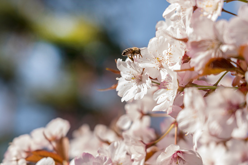 A bee on blooming Japanese charry tree, pink blossoms, Prunus serrulata- Prunus Jamasakura Nakai