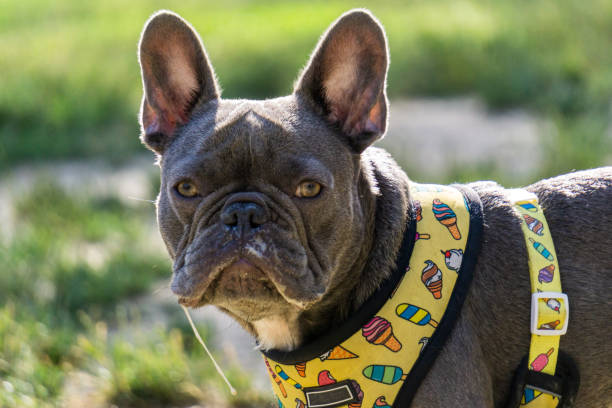 istock French bulldog drooling 1392814980