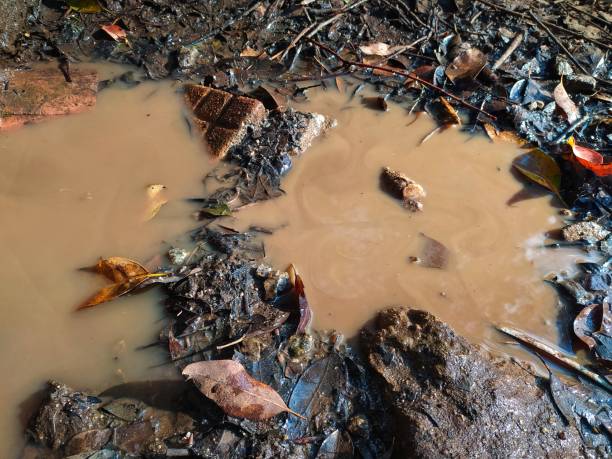 istock Muddy soil and puddles covered in dried leaves in the sunlight 1392814997