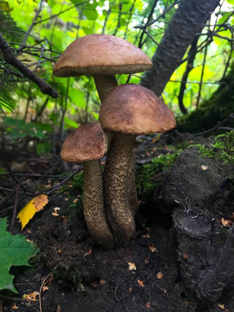 istock Birch mushroom at the autumn forest. Closeup view 1392815044