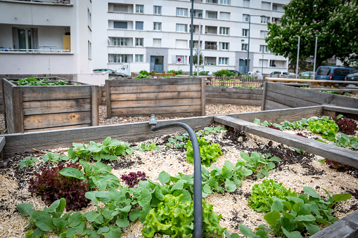 Gardening vegetable container. Vegetable garden on the terrace. Salads growing in a container in an urban neighborhood