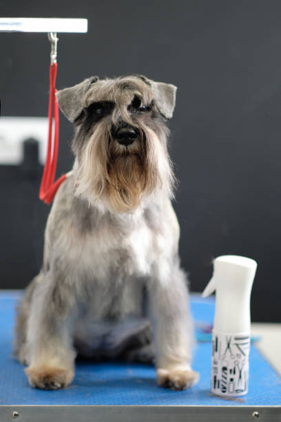 A beautiful purebred gray miniature schnauzer sits on a grooming table