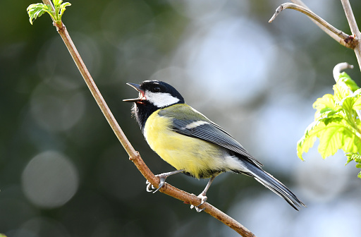 Great tit singing with a bokeh effect in the background
