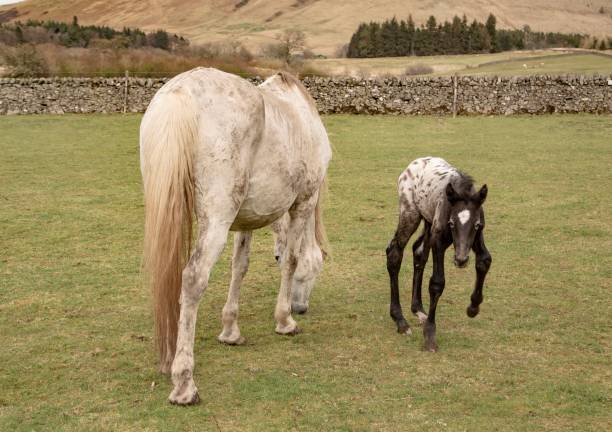 potro de un día. - foal mare horse newborn animal fotografías e imágenes de stock