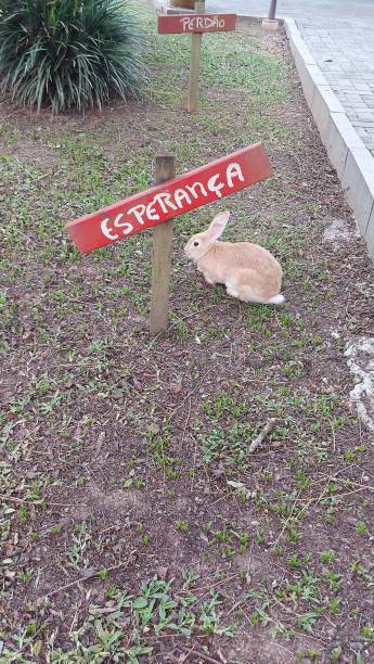 istock Bunny and board of hope 1392822006