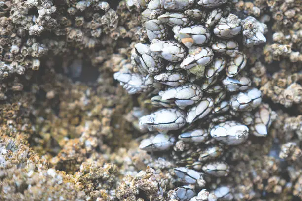 Barnacles on Rock