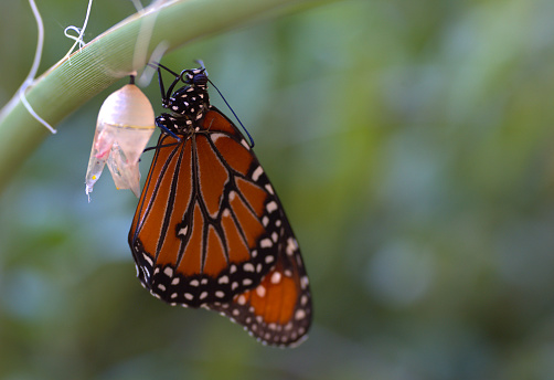 Monarch Butterfly Emerging from cocoon
