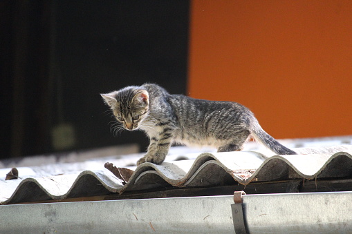 roof kitty cat little pet
