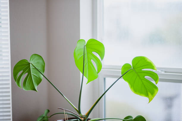istock Beautiful Indoor House Plant 1392823293